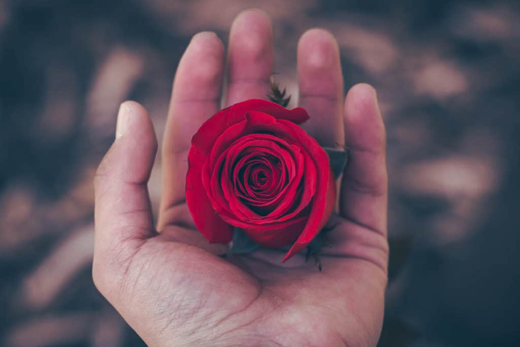 photo of red rose in palm of hand