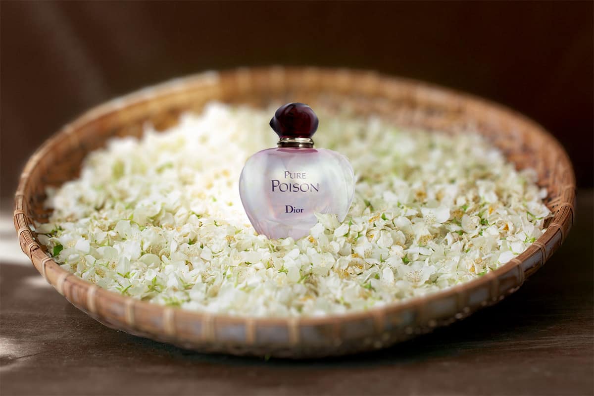 A bottle of Dior Pure Poison resting on a bed of jasmine flowers in the middle of a round woven basket.